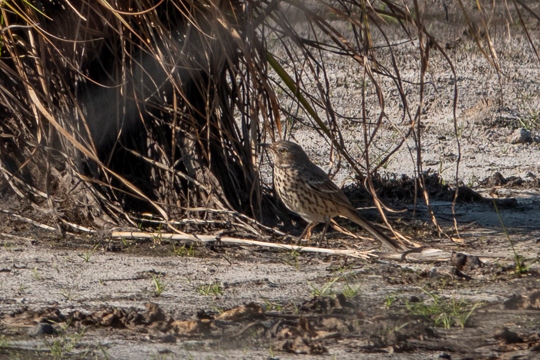 Sage Thrasher - ML624853383