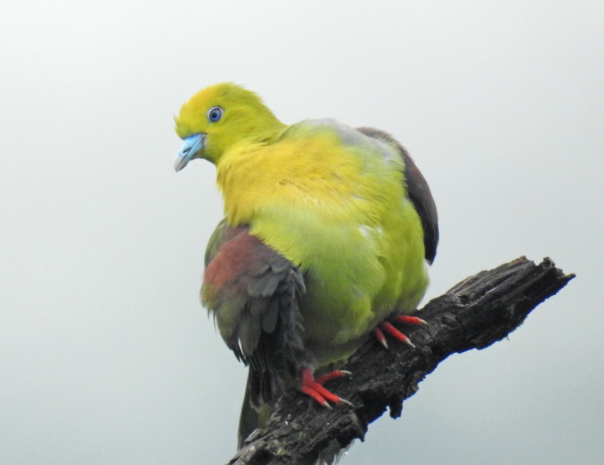 Wedge-tailed Green-Pigeon - ML624853417