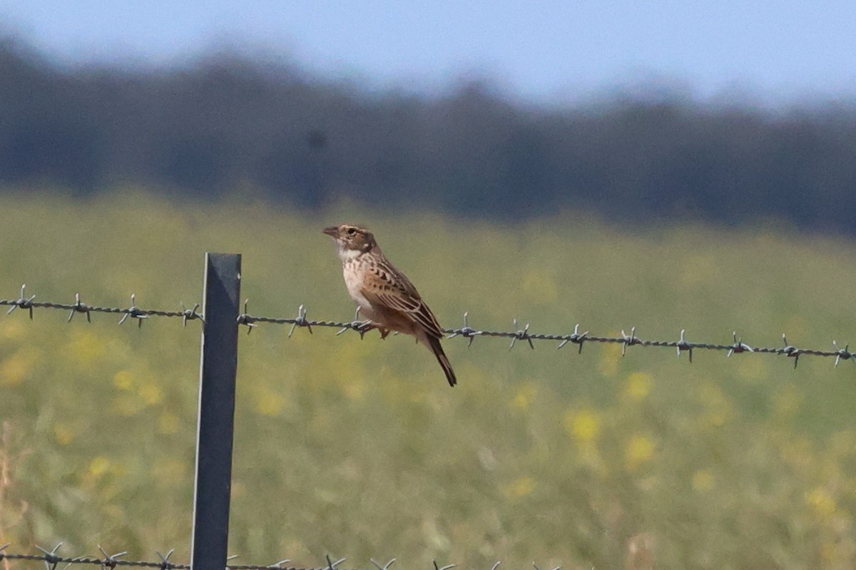 Singing Bushlark - ML624853444