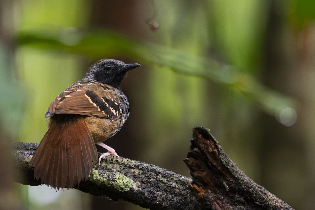 Scalloped Antbird - ML624853560