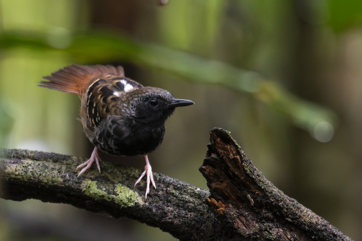 Scalloped Antbird - ML624853561