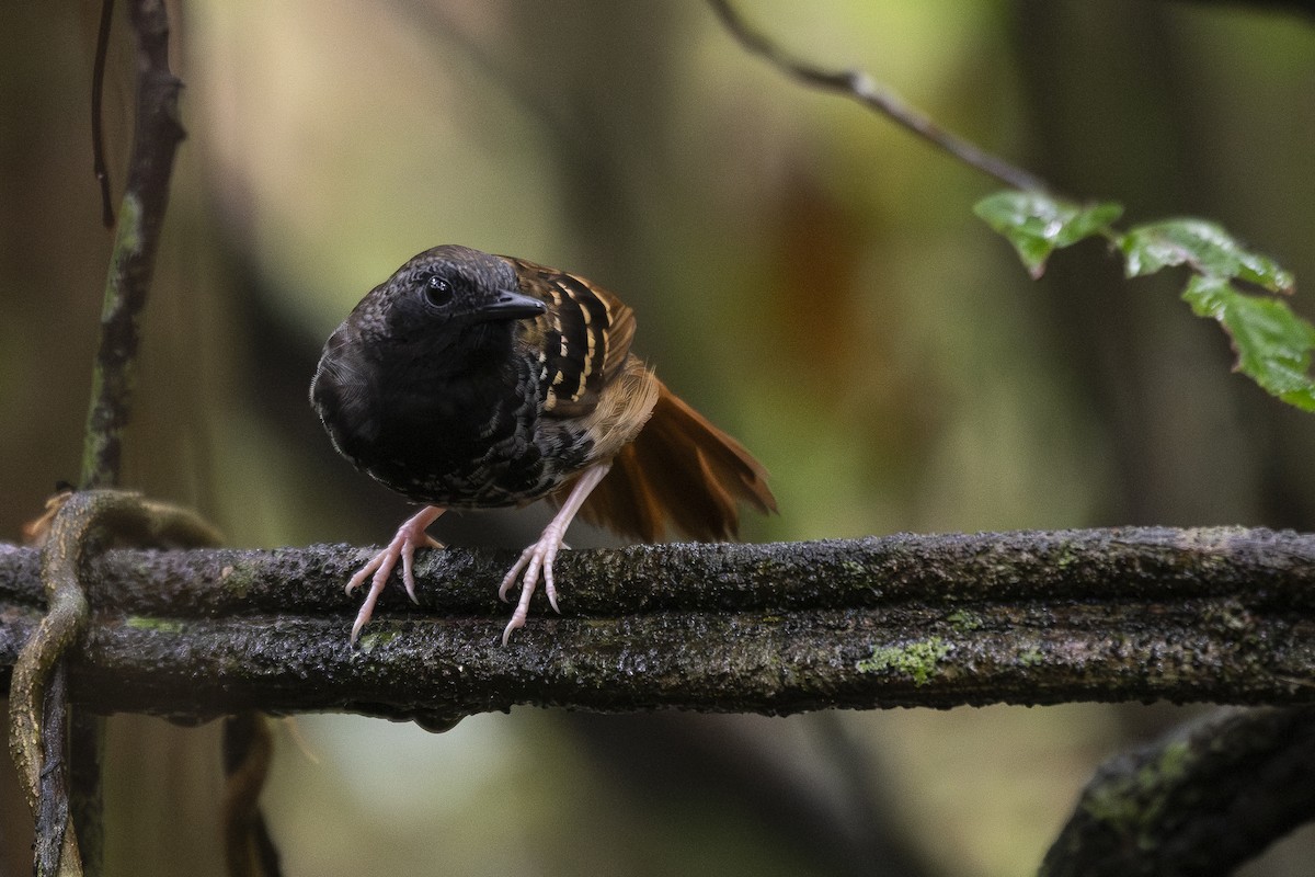 Scalloped Antbird - ML624853562