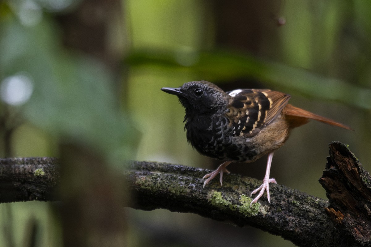 Scalloped Antbird - ML624853563