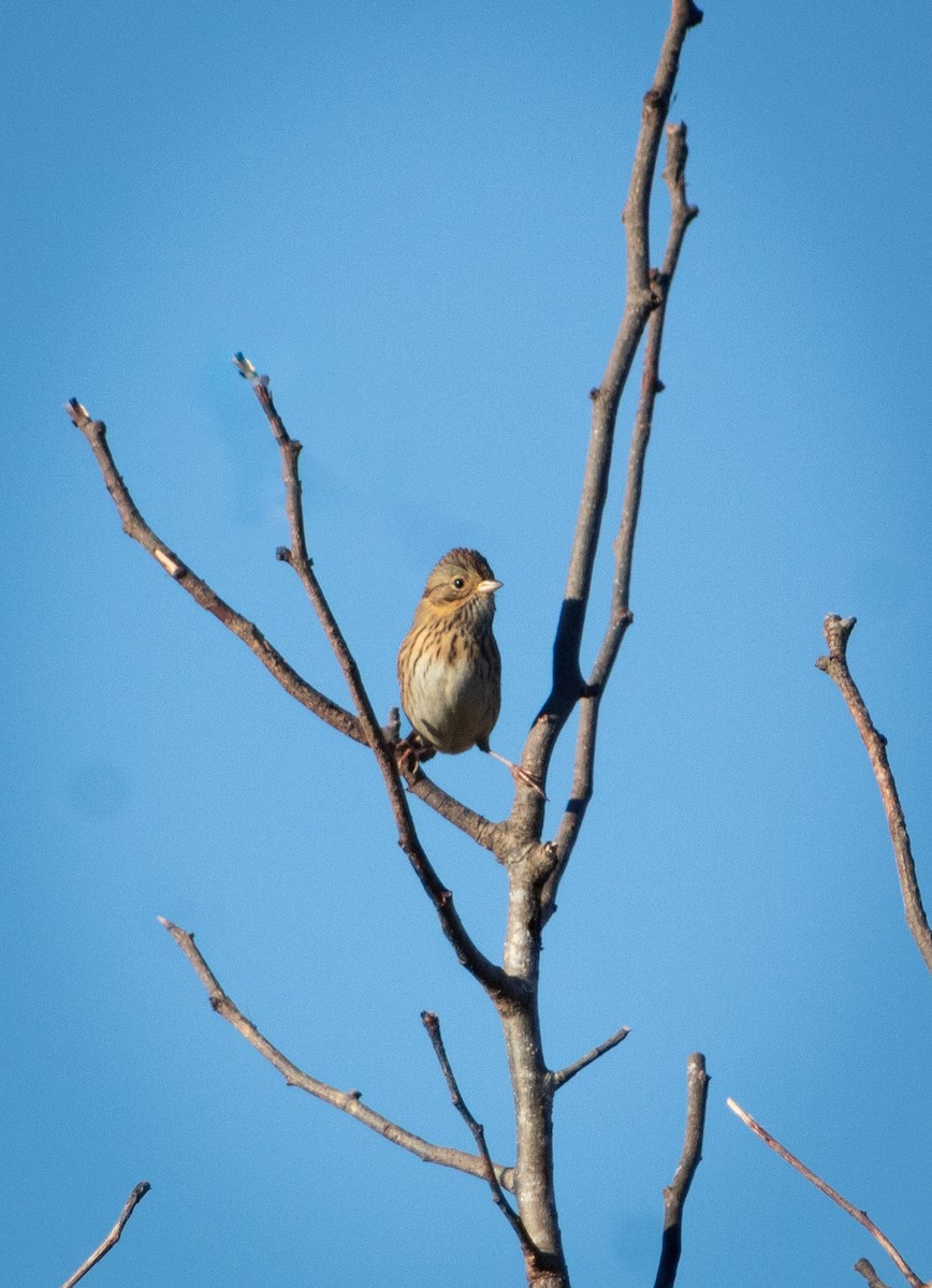 Lincoln's Sparrow - ML624853571
