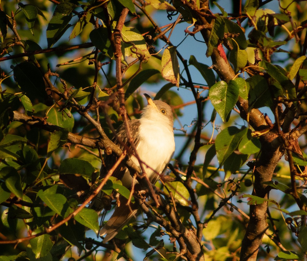Yellow-billed Cuckoo - ML624853597