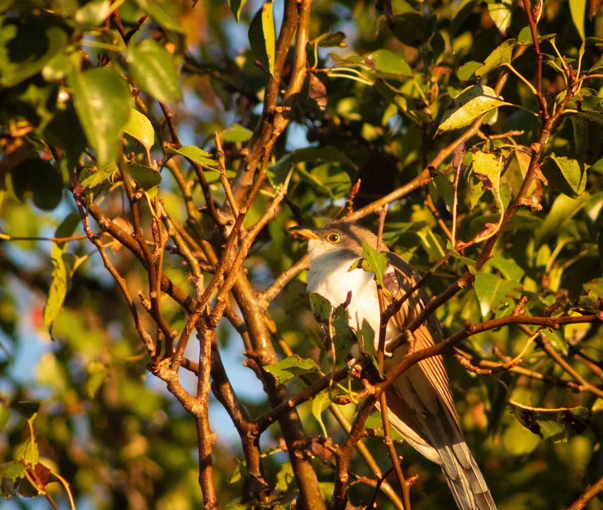 Yellow-billed Cuckoo - ML624853599