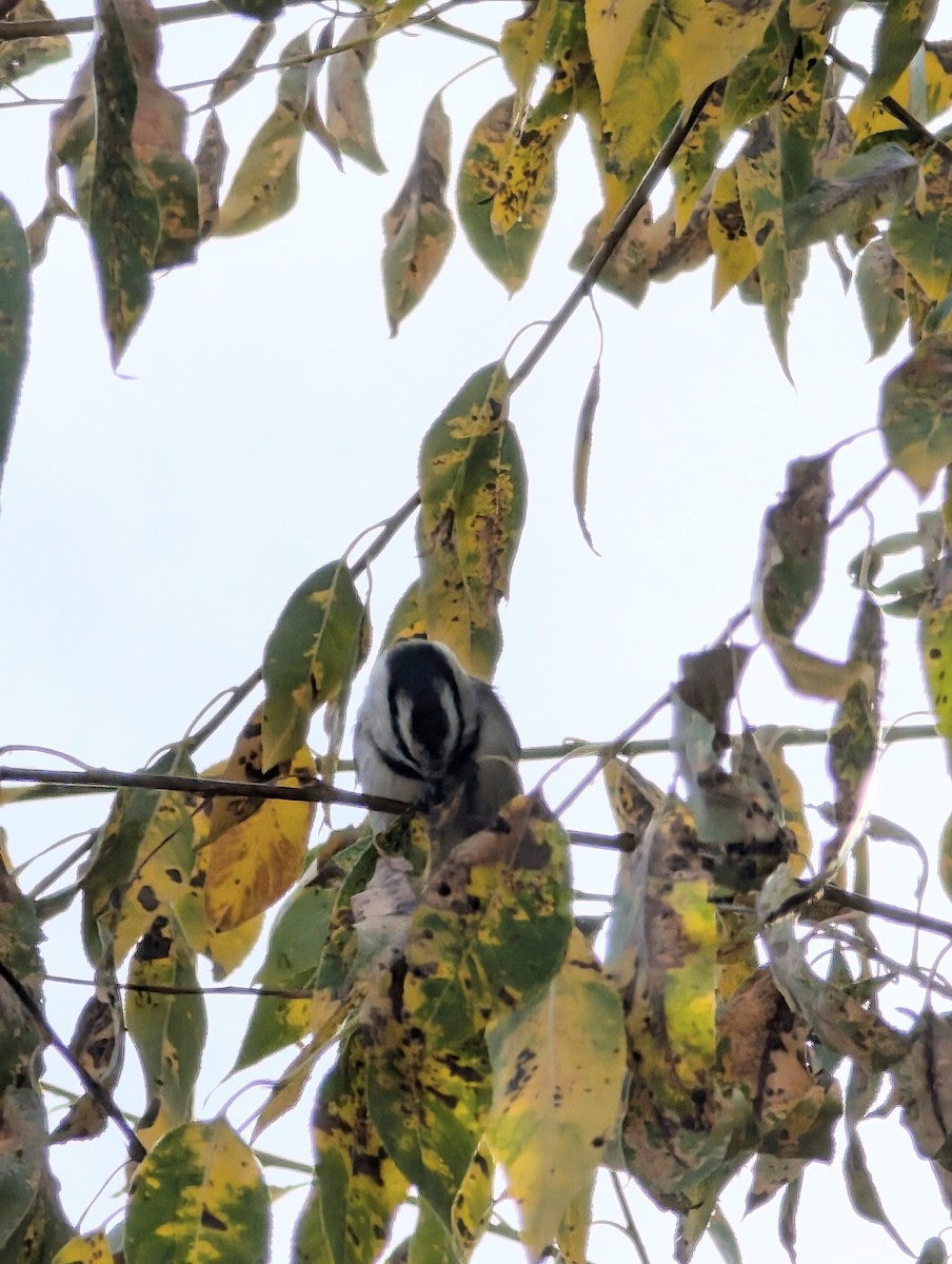 Mountain Chickadee - ML624853749