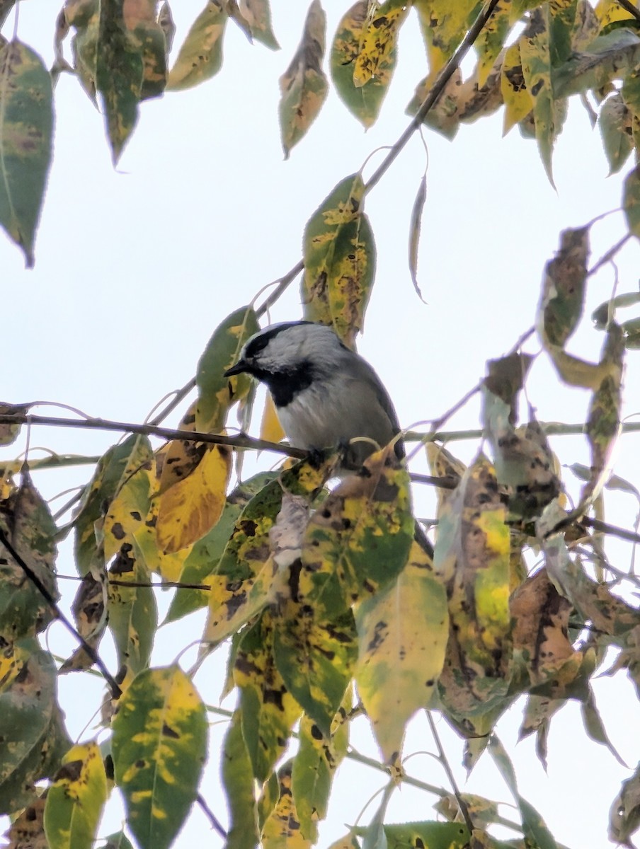 Mountain Chickadee - Ryan Gardner