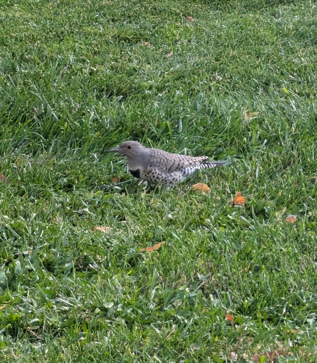 Northern Flicker - ML624853813