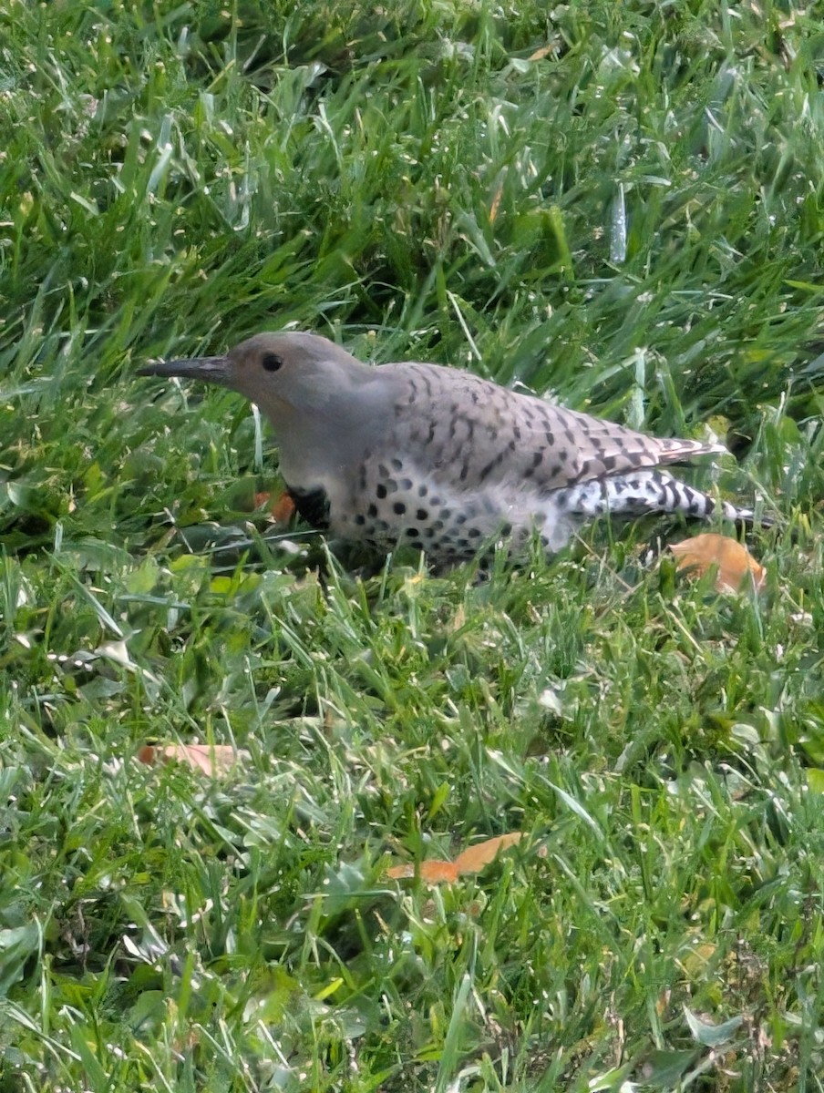 Northern Flicker - ML624853814