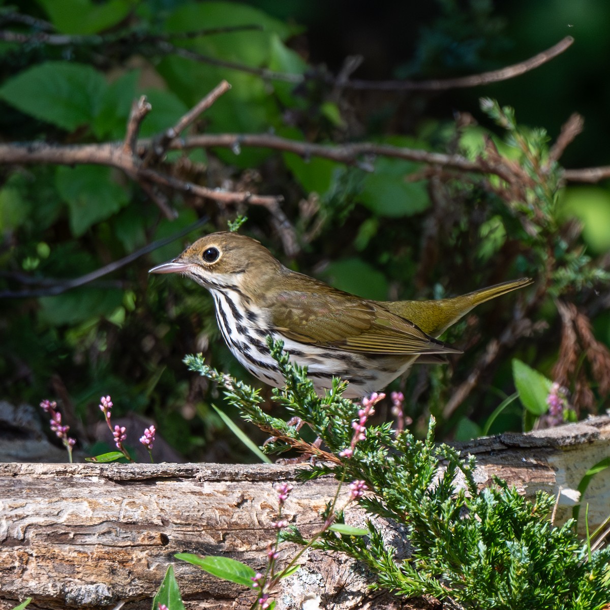 Ovenbird - ML624853861