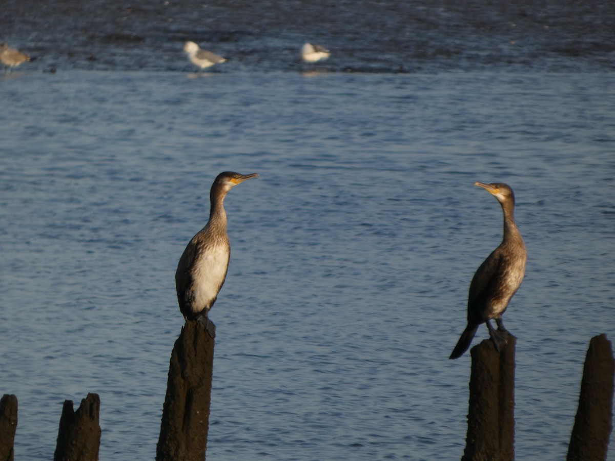 Great Cormorant - ML624853954