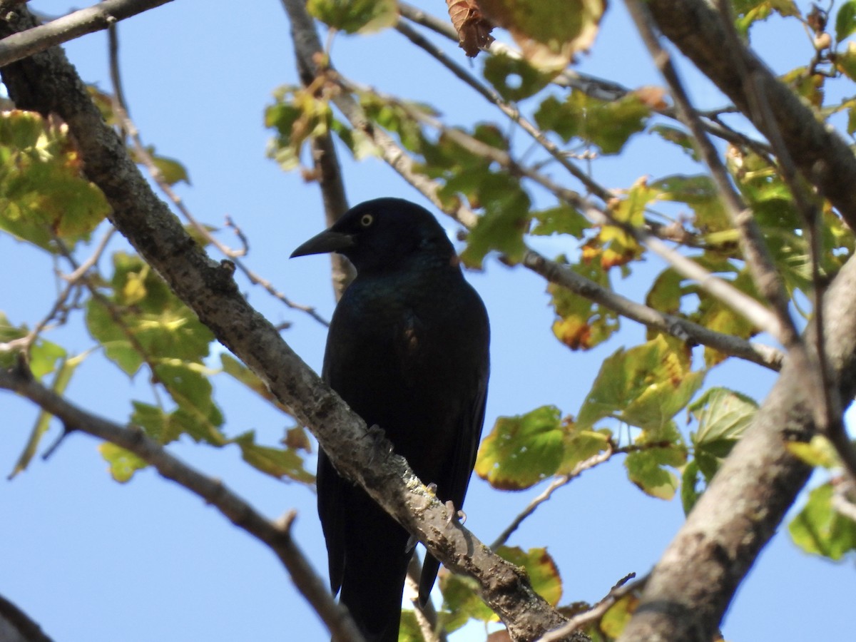 Common Grackle - ML624854050