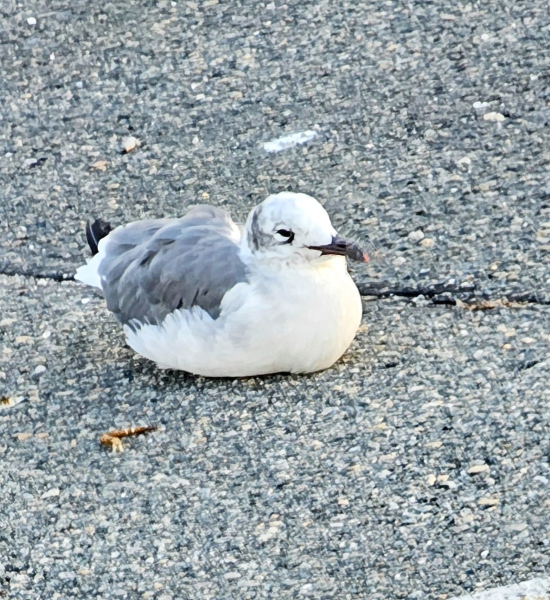 ワライカモメ - ML624854105
