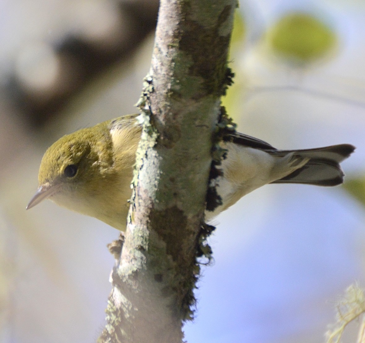 Bay-breasted Warbler - ML624854111