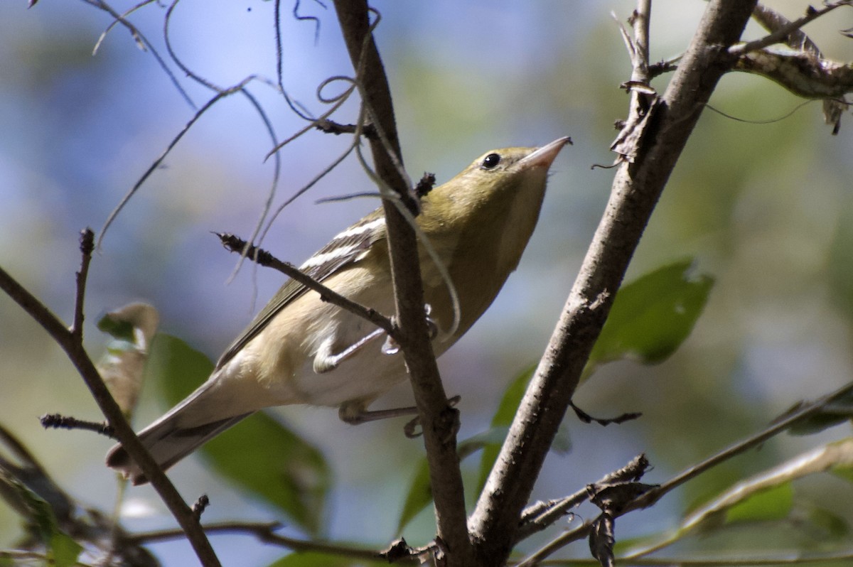 Bay-breasted Warbler - ML624854112