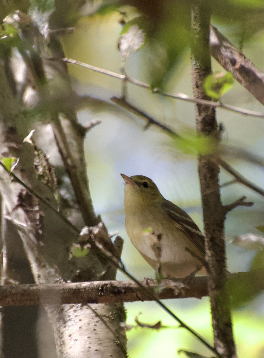 Bay-breasted Warbler - ML624854113