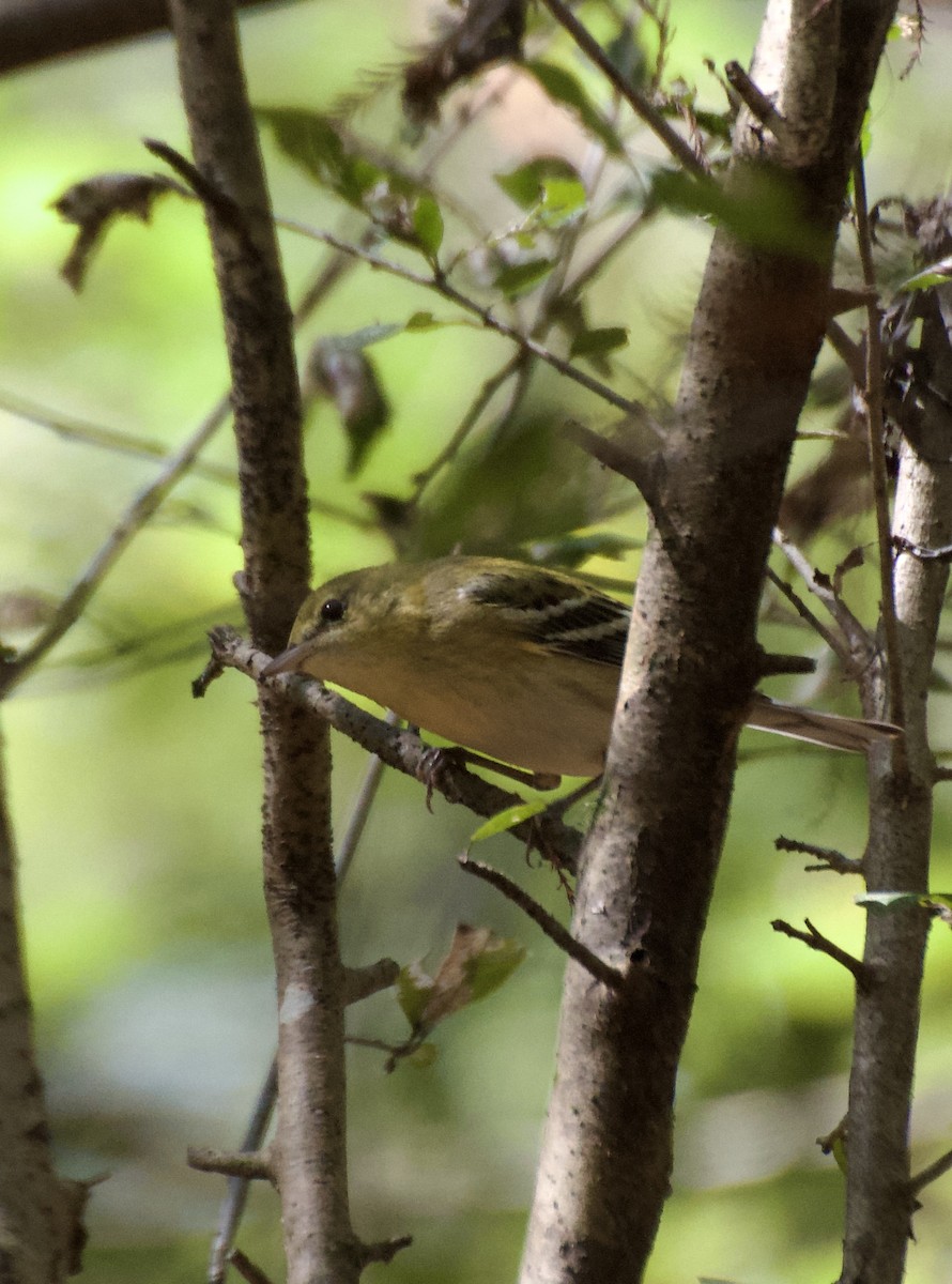 Bay-breasted Warbler - ML624854114