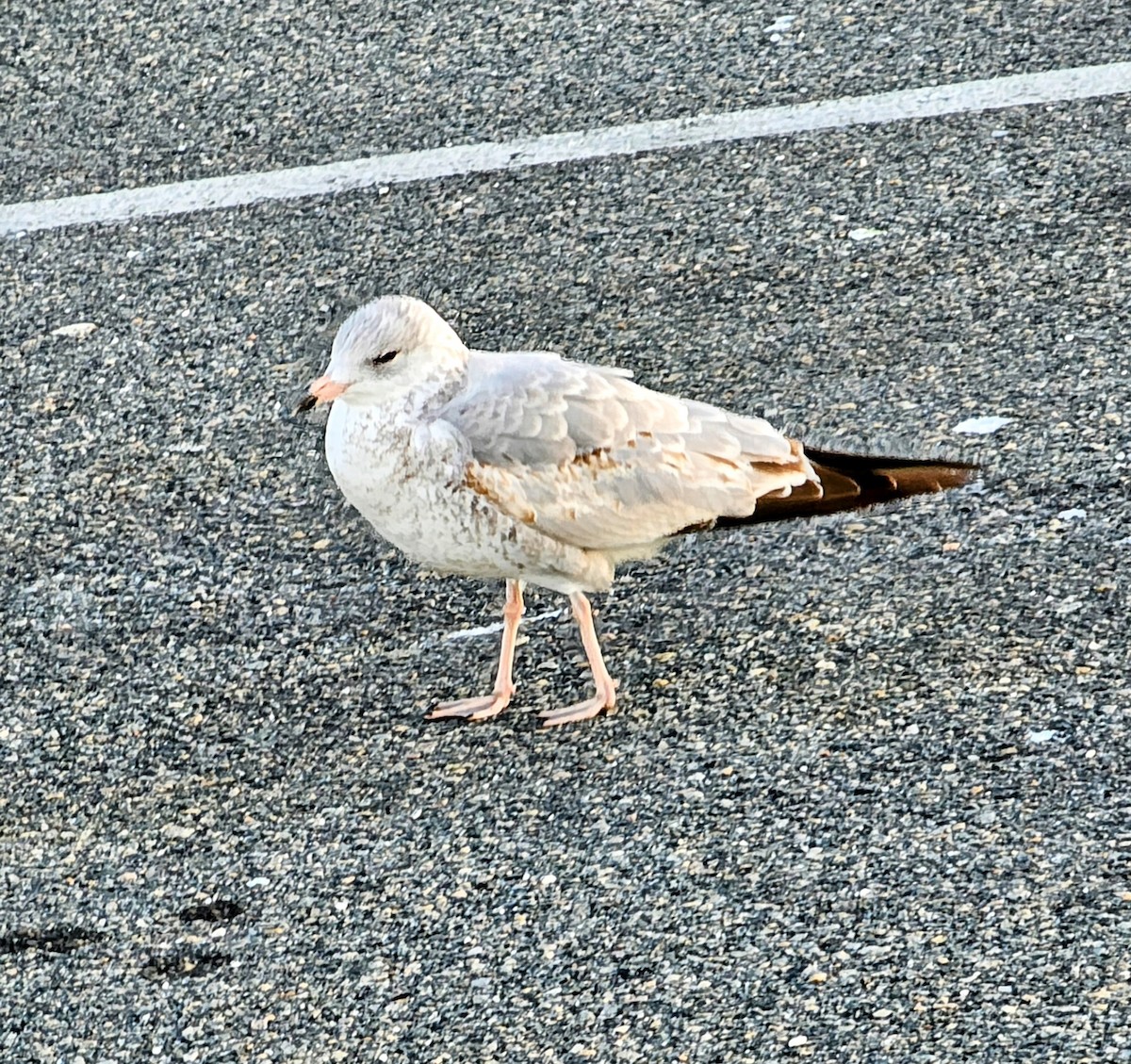 クロワカモメ - ML624854129