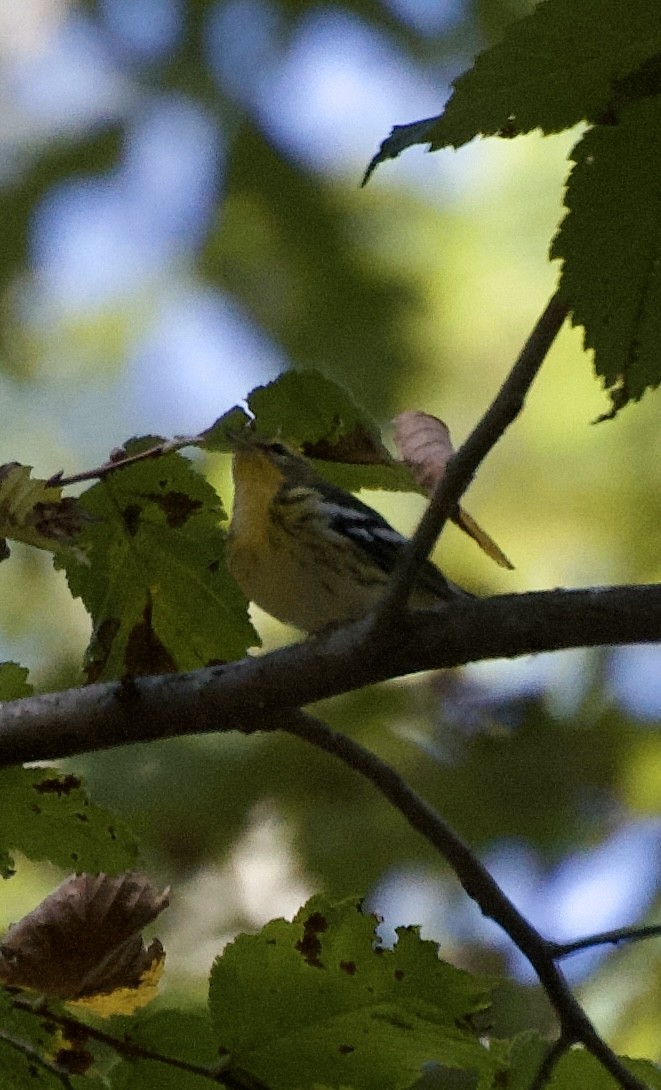 Blackburnian Warbler - ML624854135