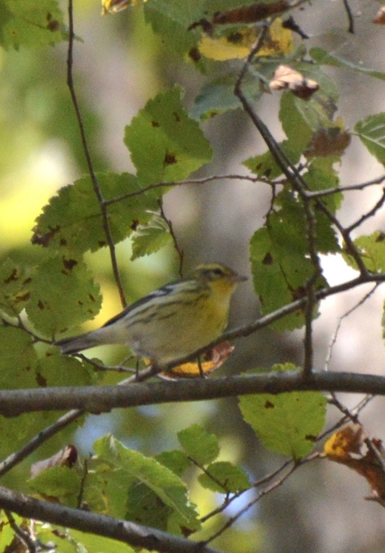 Blackburnian Warbler - ML624854136