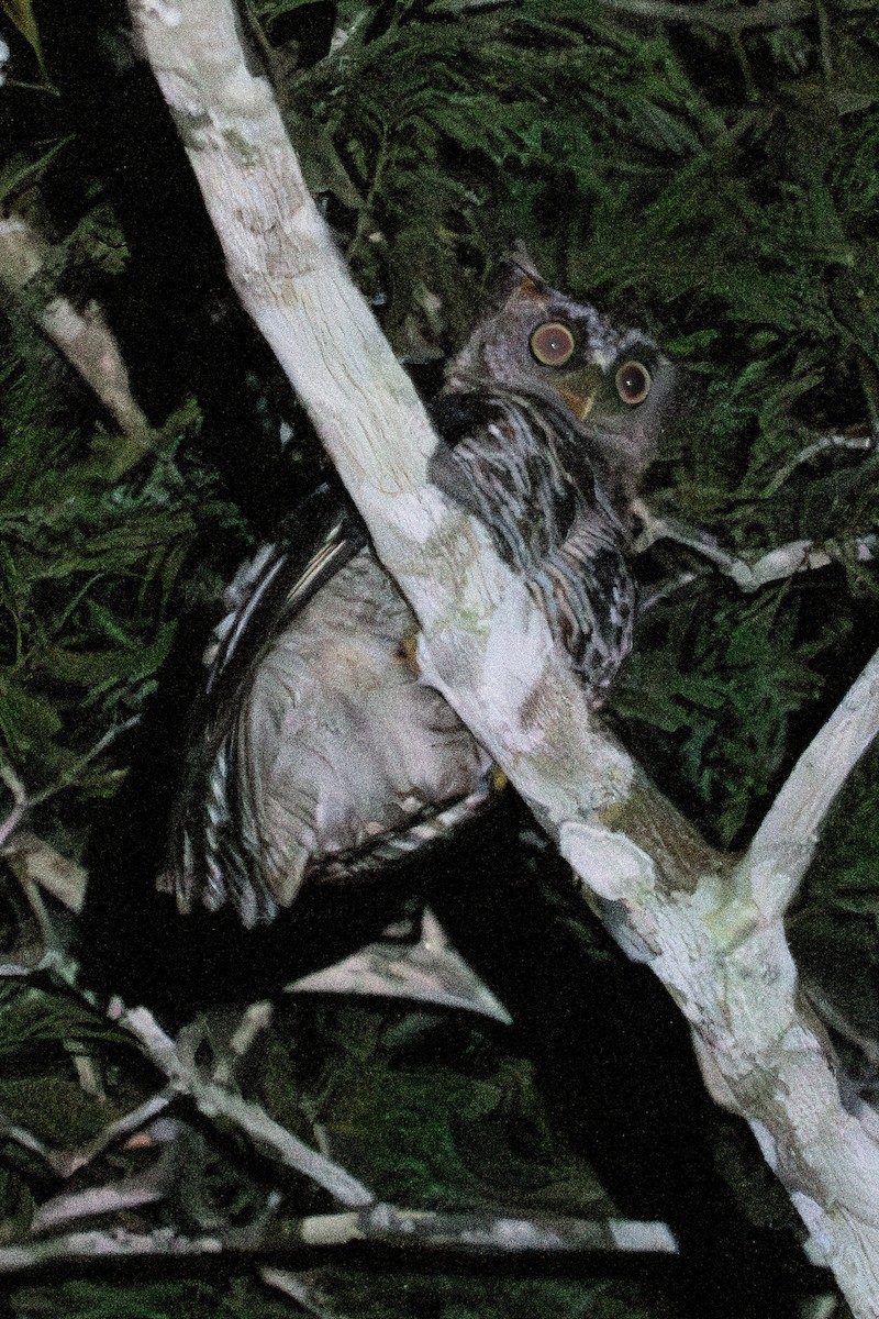 Akun Eagle-Owl - ML624854150