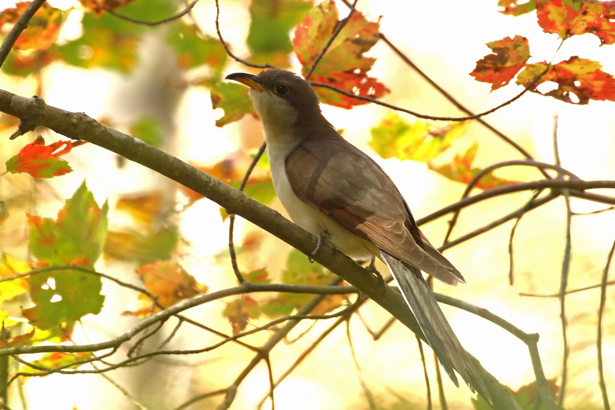 Yellow-billed Cuckoo - ML624854212