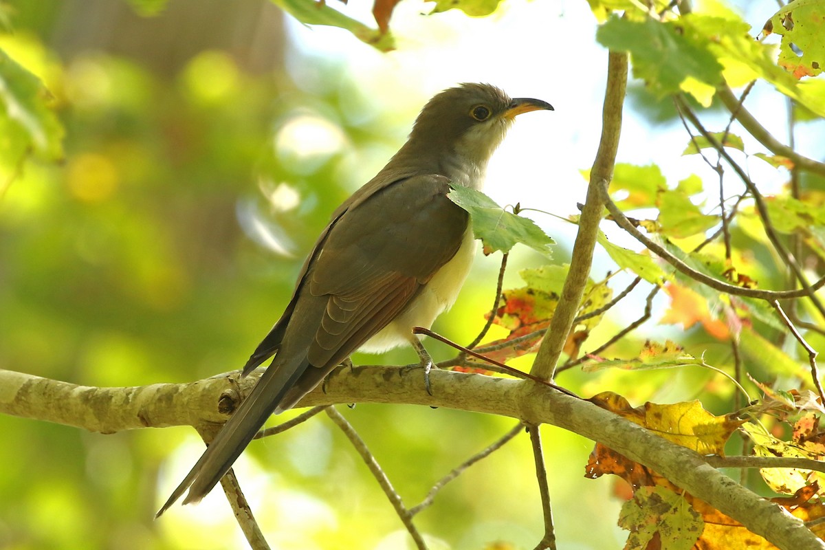 Yellow-billed Cuckoo - ML624854213