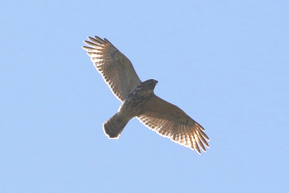 Red-shouldered Hawk - ML624854355