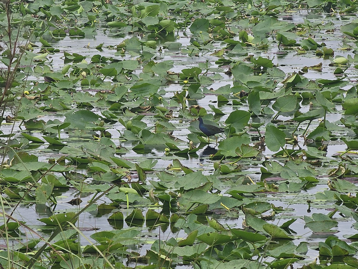 Purple Gallinule - ML624854422