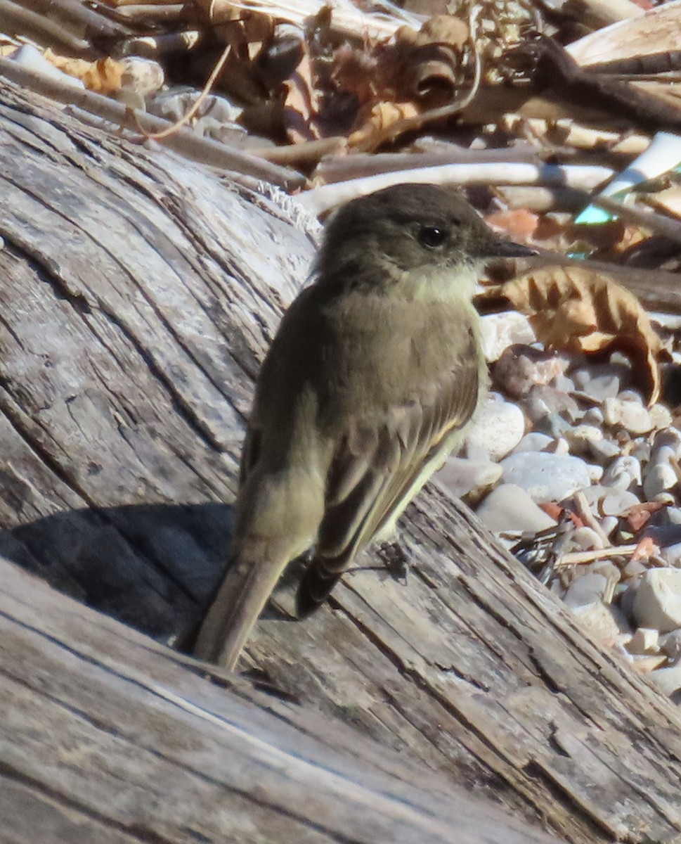 Eastern Phoebe - ML624854655