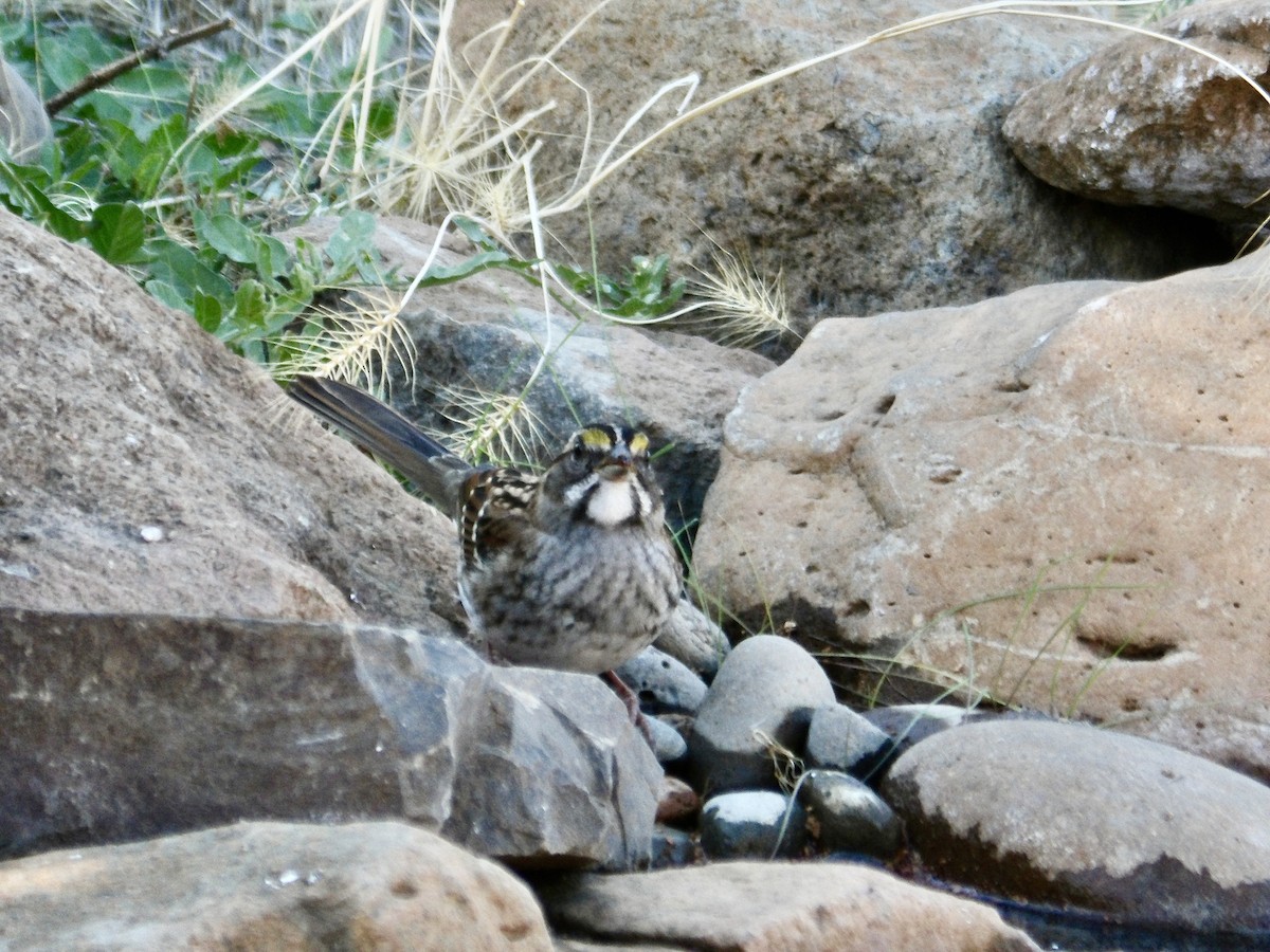 White-throated Sparrow - ML624854714