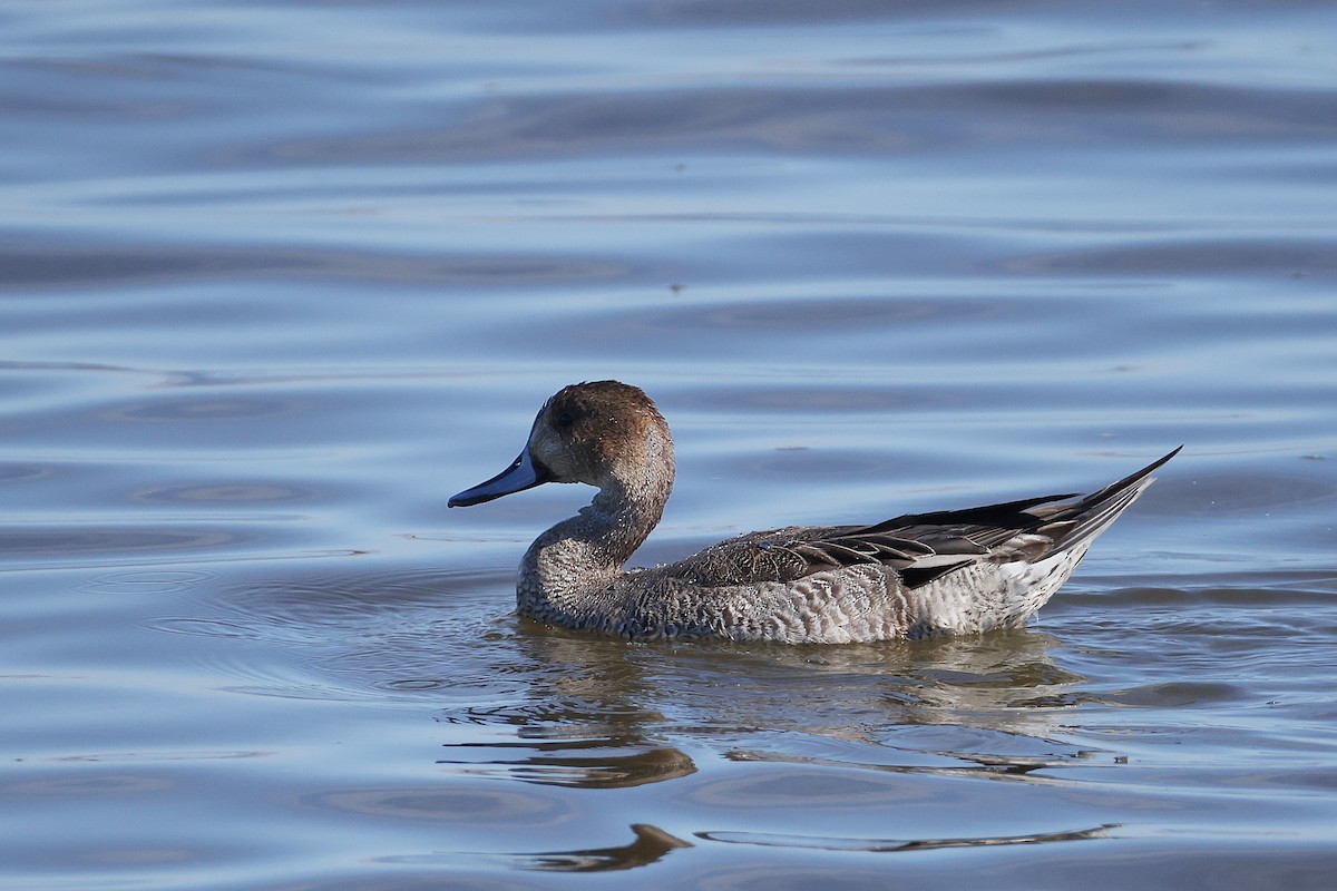 Northern Pintail - ML624854938