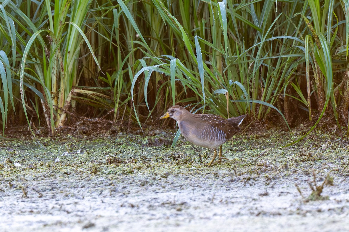 Sora uroilanda - ML624854956