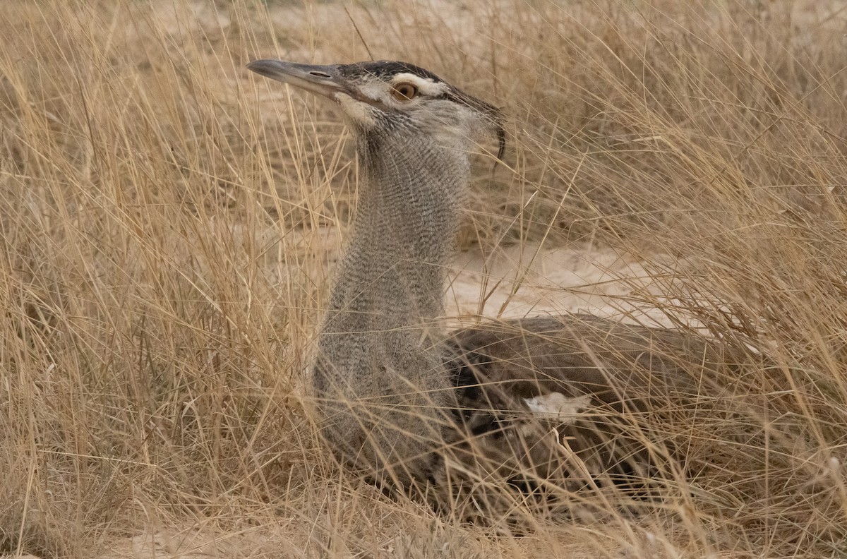 Kori Bustard - Keith Leonard