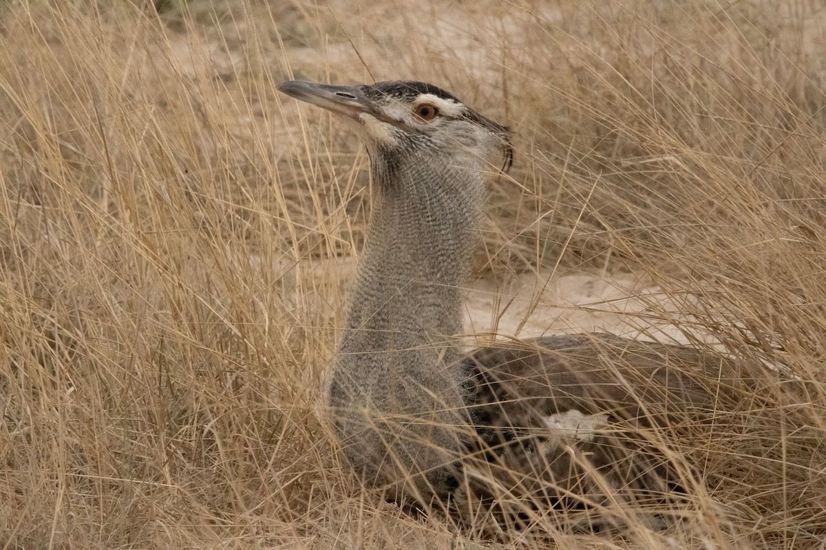 Kori Bustard - ML624855342