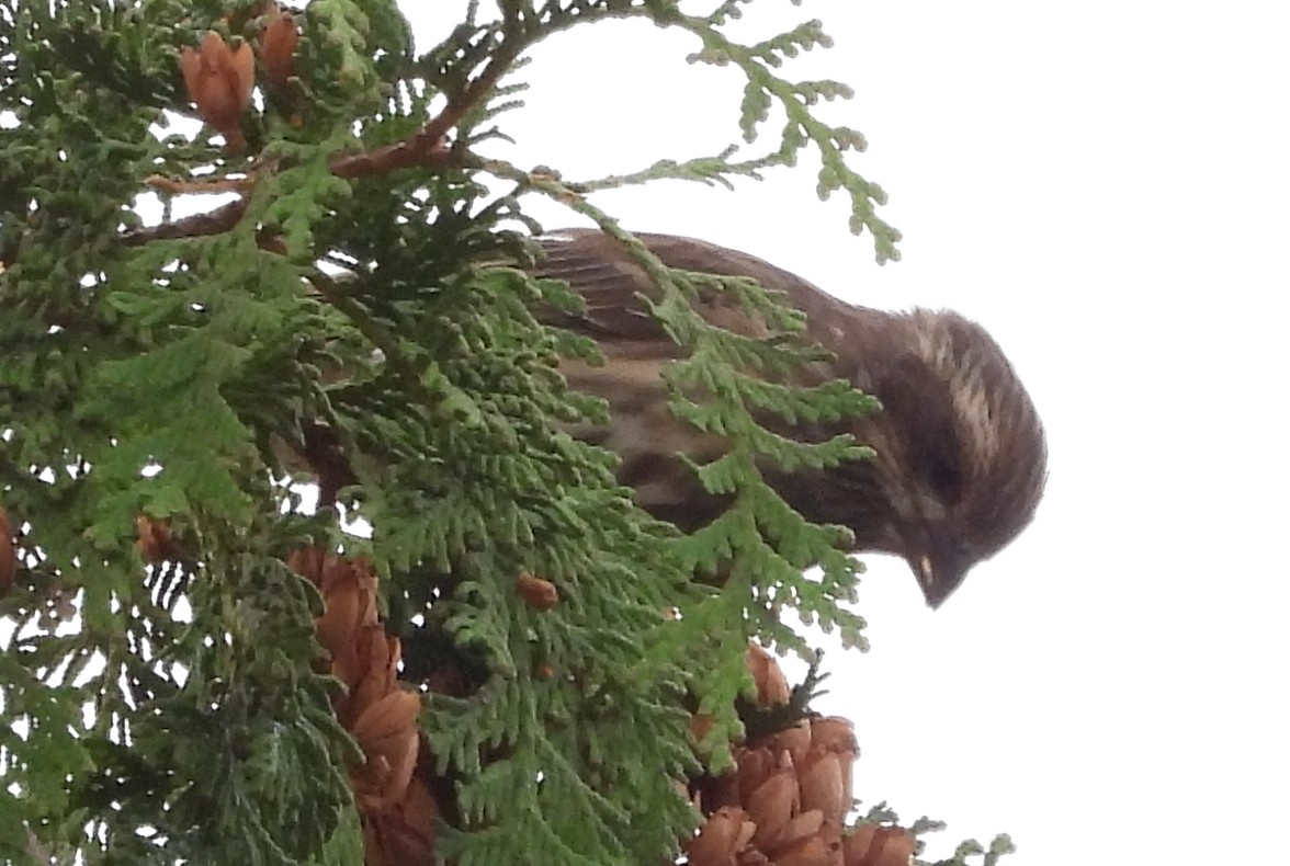 Purple Finch - ML624855411
