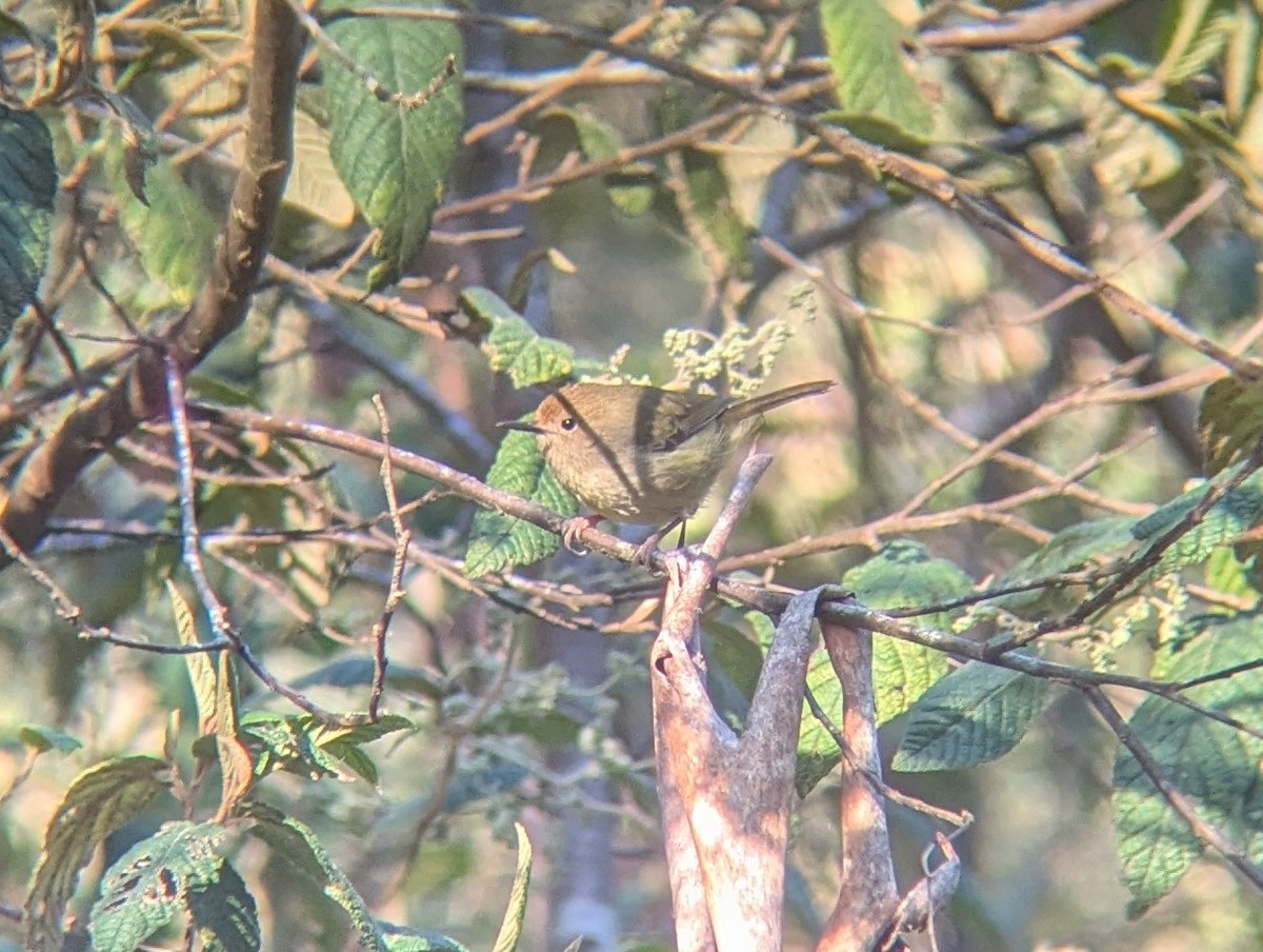 Large-billed Scrubwren - ML624855442