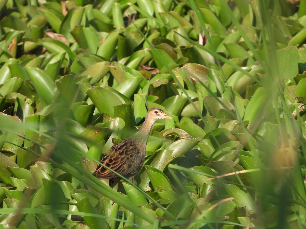 Watercock - ML624855527