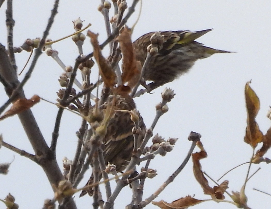 Pine Siskin - ML624855577