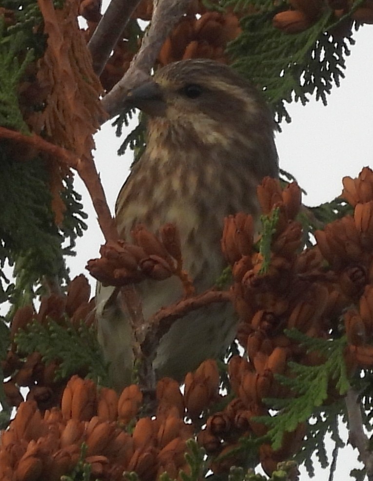 Purple Finch - ML624855656