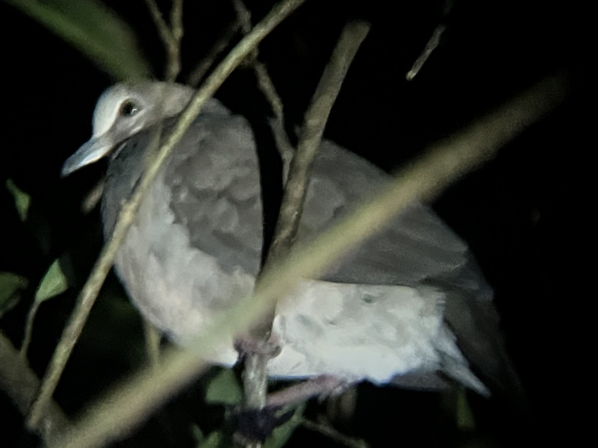 Gray-headed Dove - ML624855669