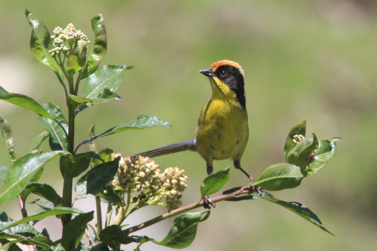 Yellow-breasted Brushfinch - ML624855746