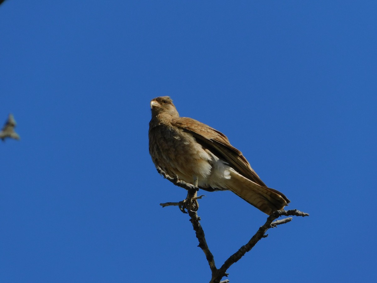 Chimango Caracara - ML624855748