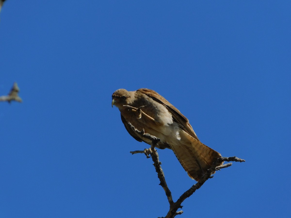 Chimango Caracara - ML624855751