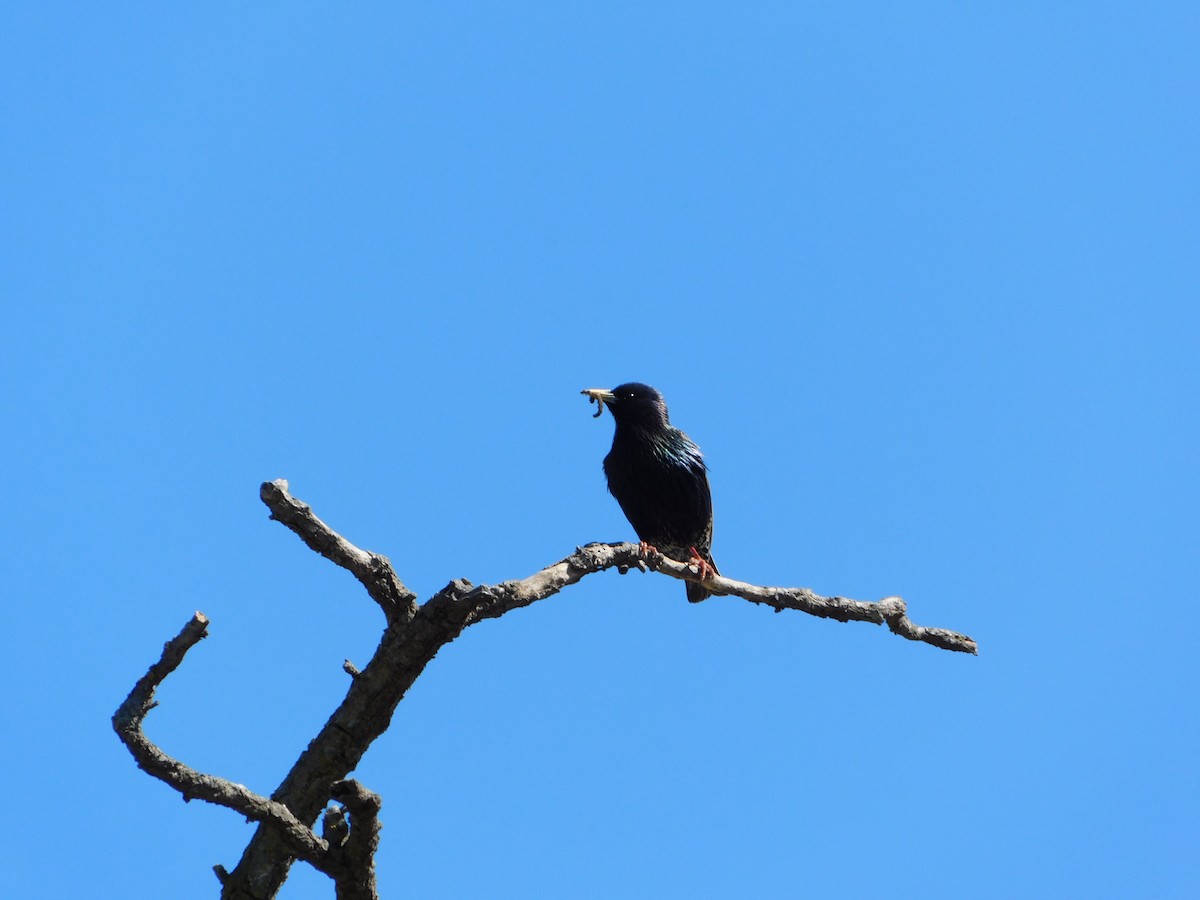 European Starling - ML624855804