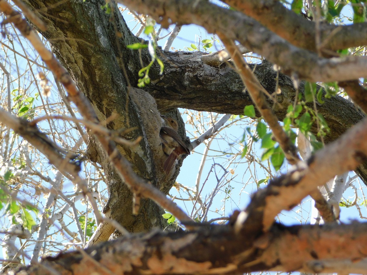 Rufous Hornero - ML624855899