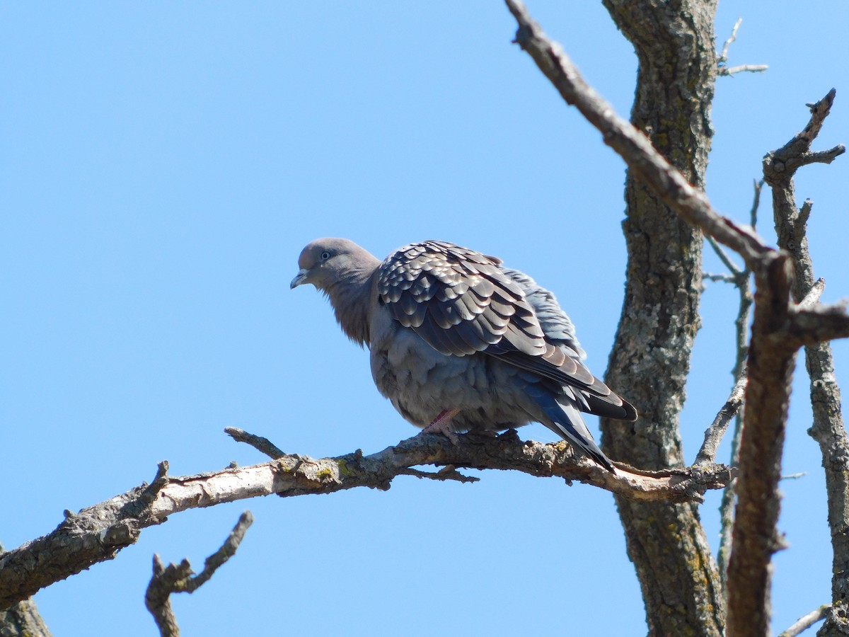 Spot-winged Pigeon - ML624855917