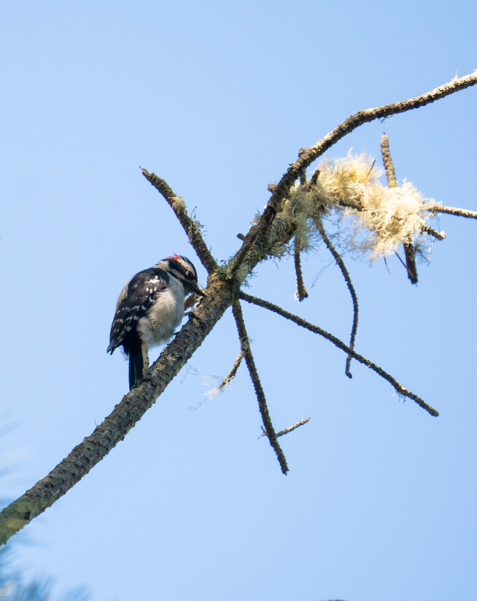 Downy Woodpecker - ML624855965