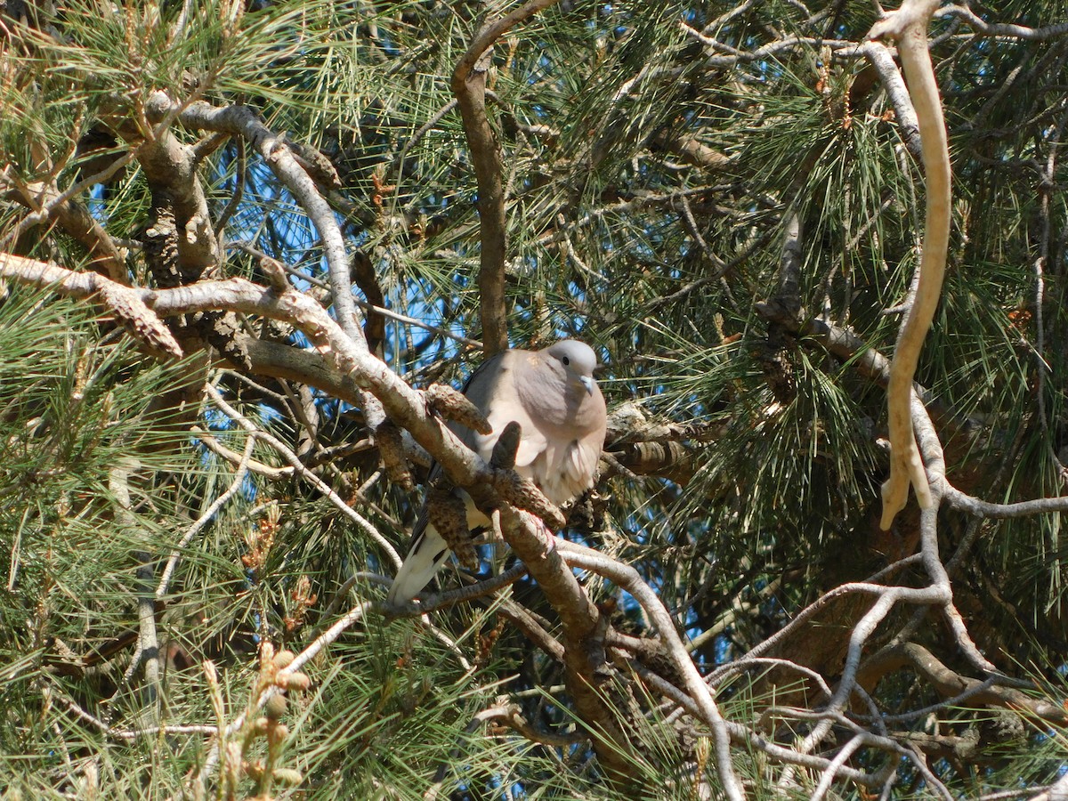 Eared Dove - ML624856058